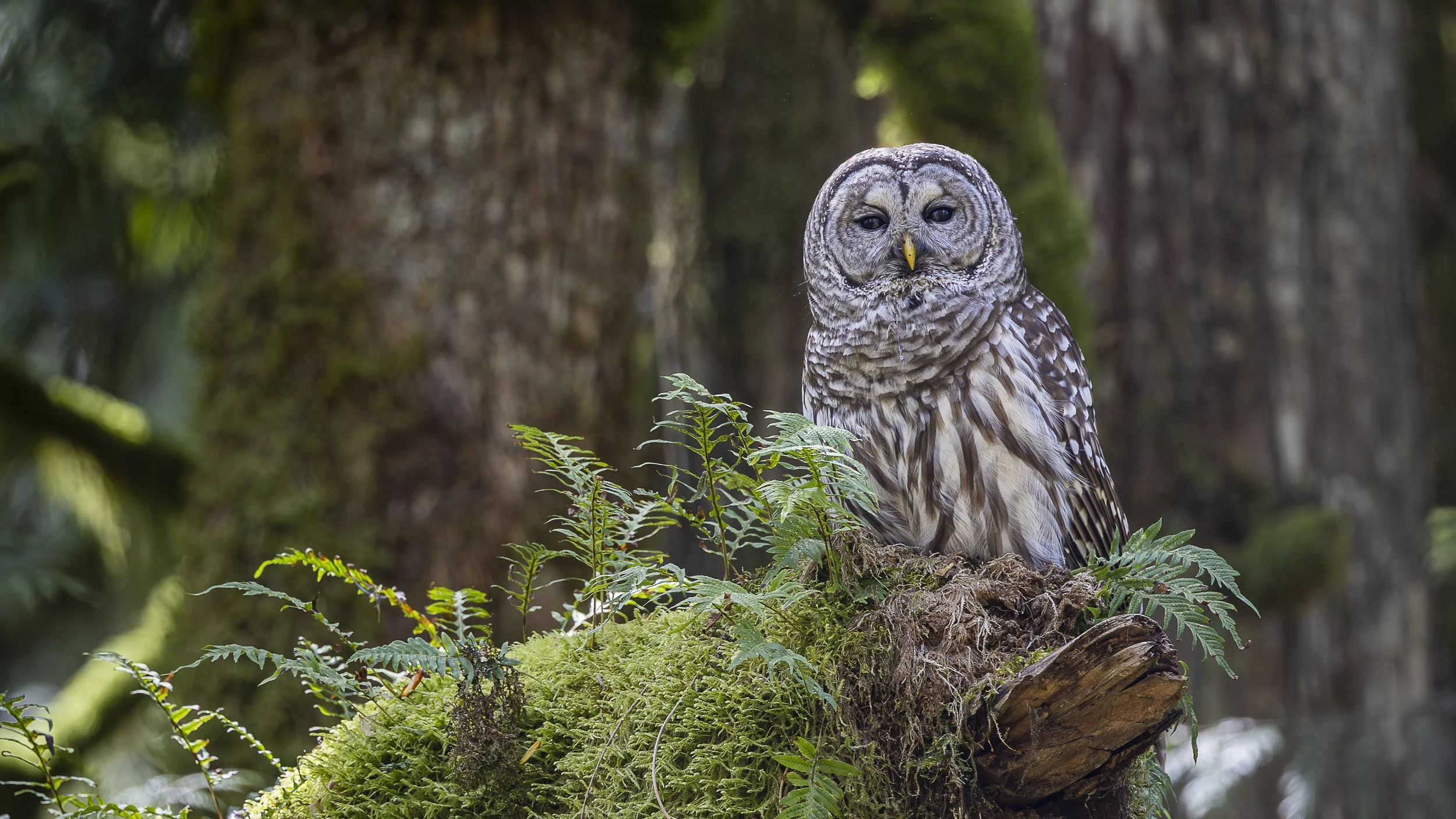 Store 2 — Dave Harcus Photography